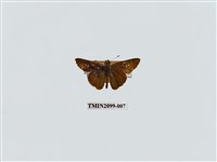 藏品(尖翅褐弄蝶)的圖片